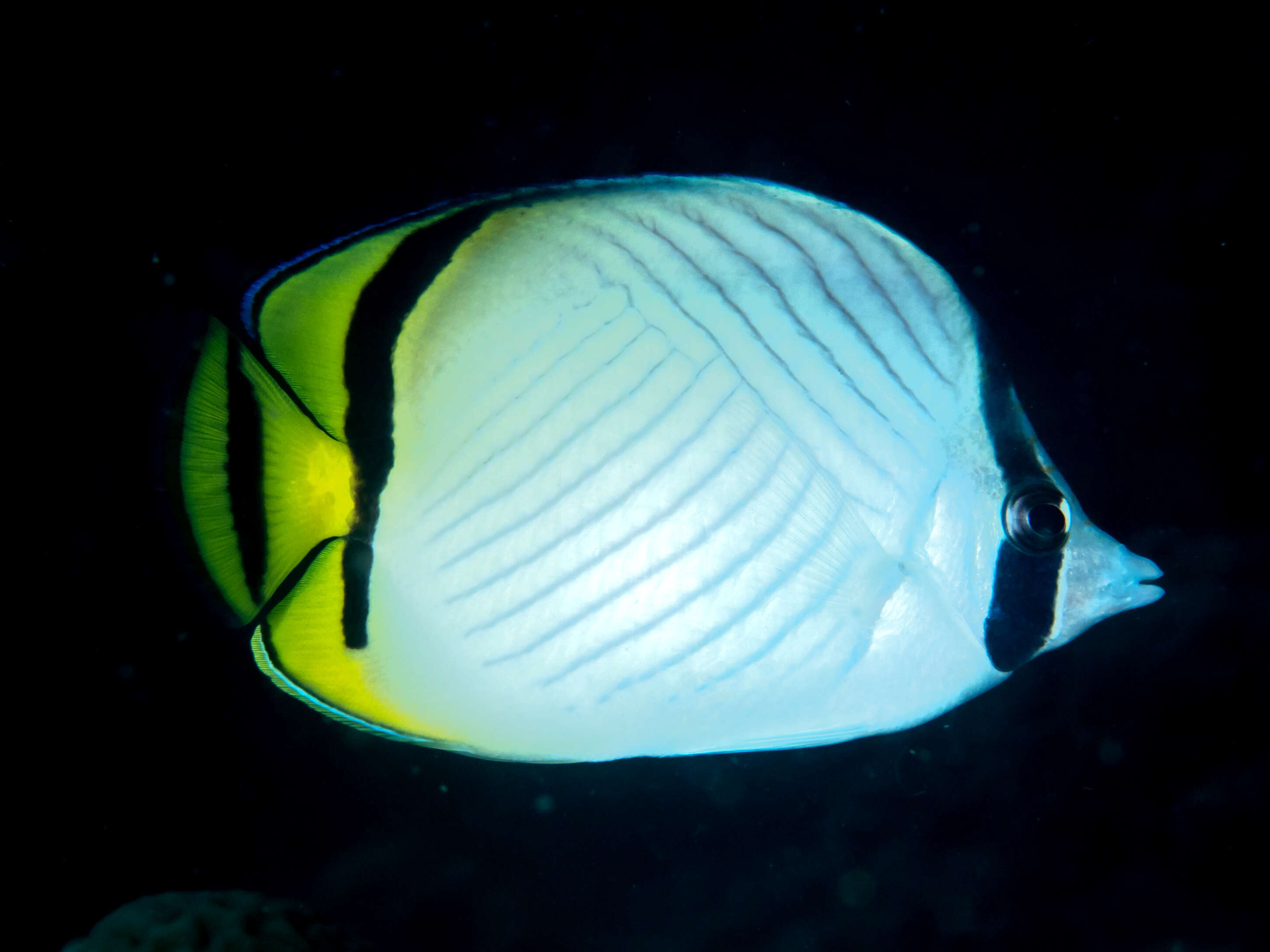 Image of Butterfly fish