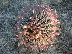 Image of Ferocactus latispinus (Haw.) Britton & Rose