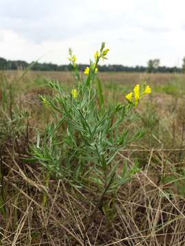 Imagem de Linaria genistifolia (L.) Mill.