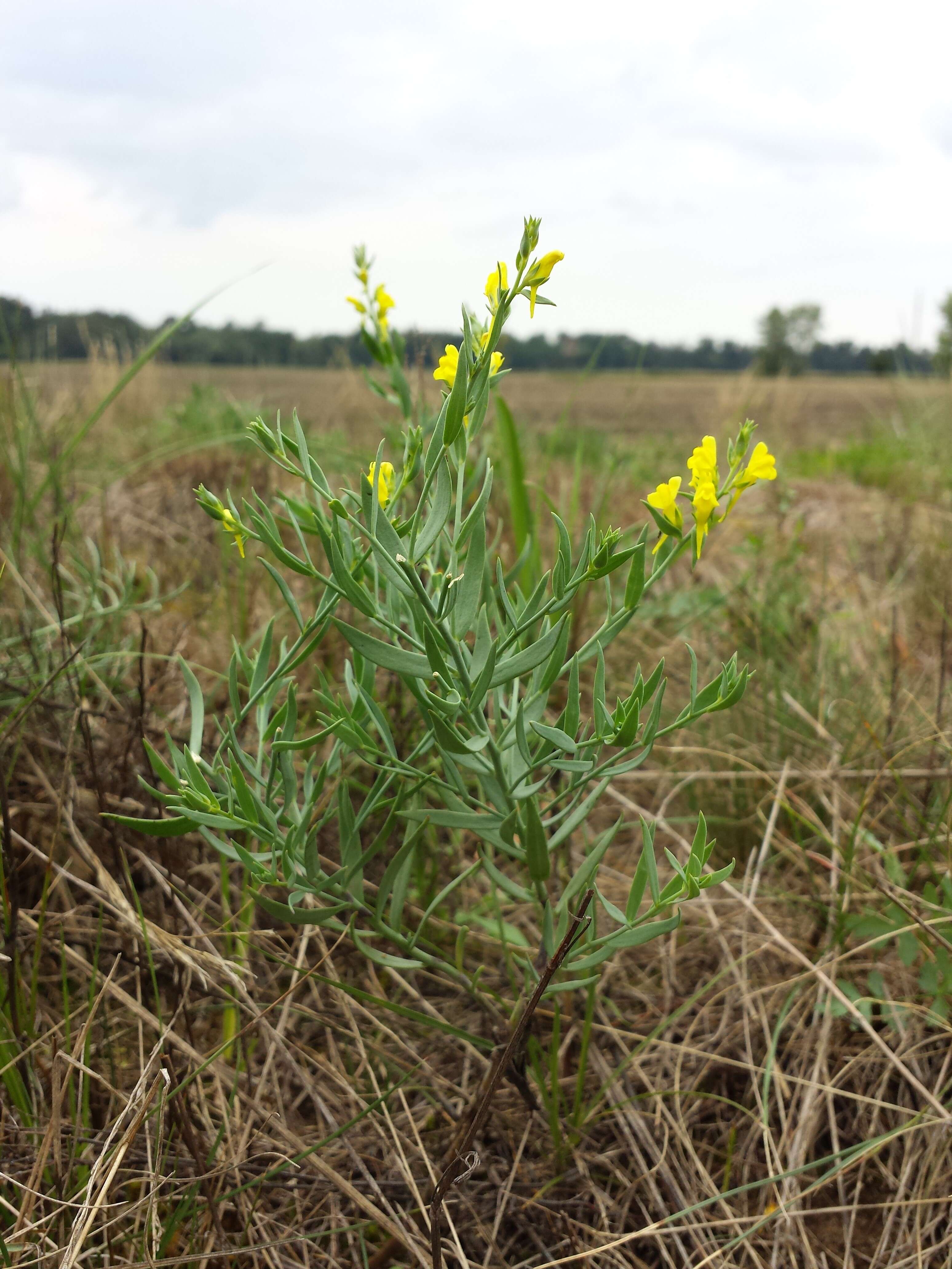 Imagem de Linaria genistifolia (L.) Mill.