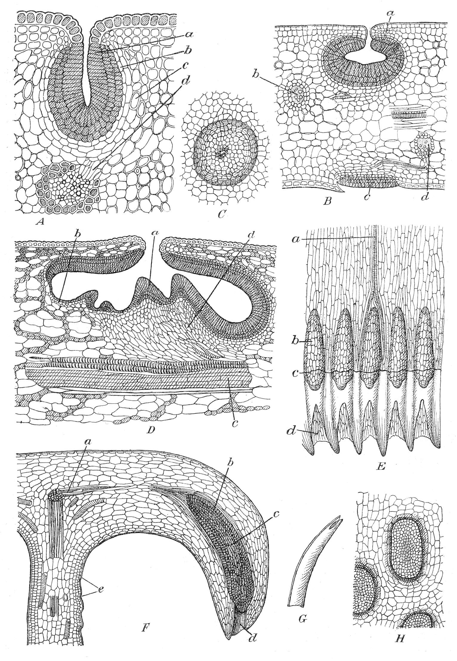 Image of tropical pitcher plants