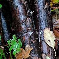 Image of Candle-snuff Fungus