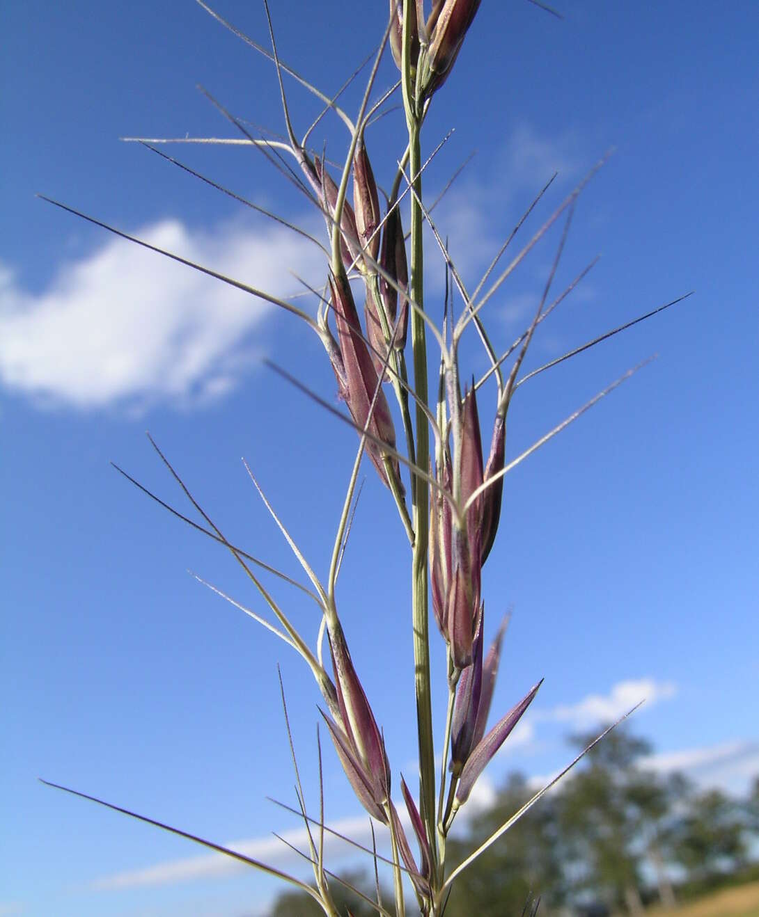 Слика од Aristida acuta S. T. Blake