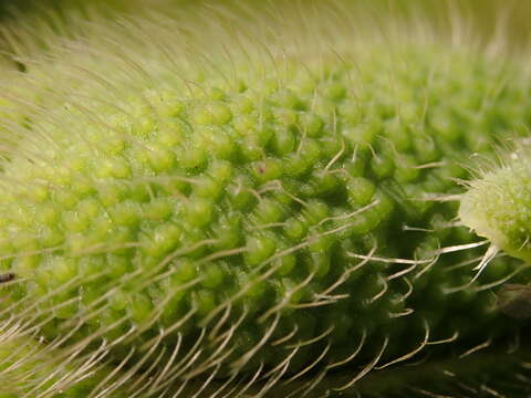 Image of Oriental poppy