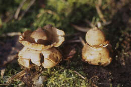 Image of Collared Earthstar