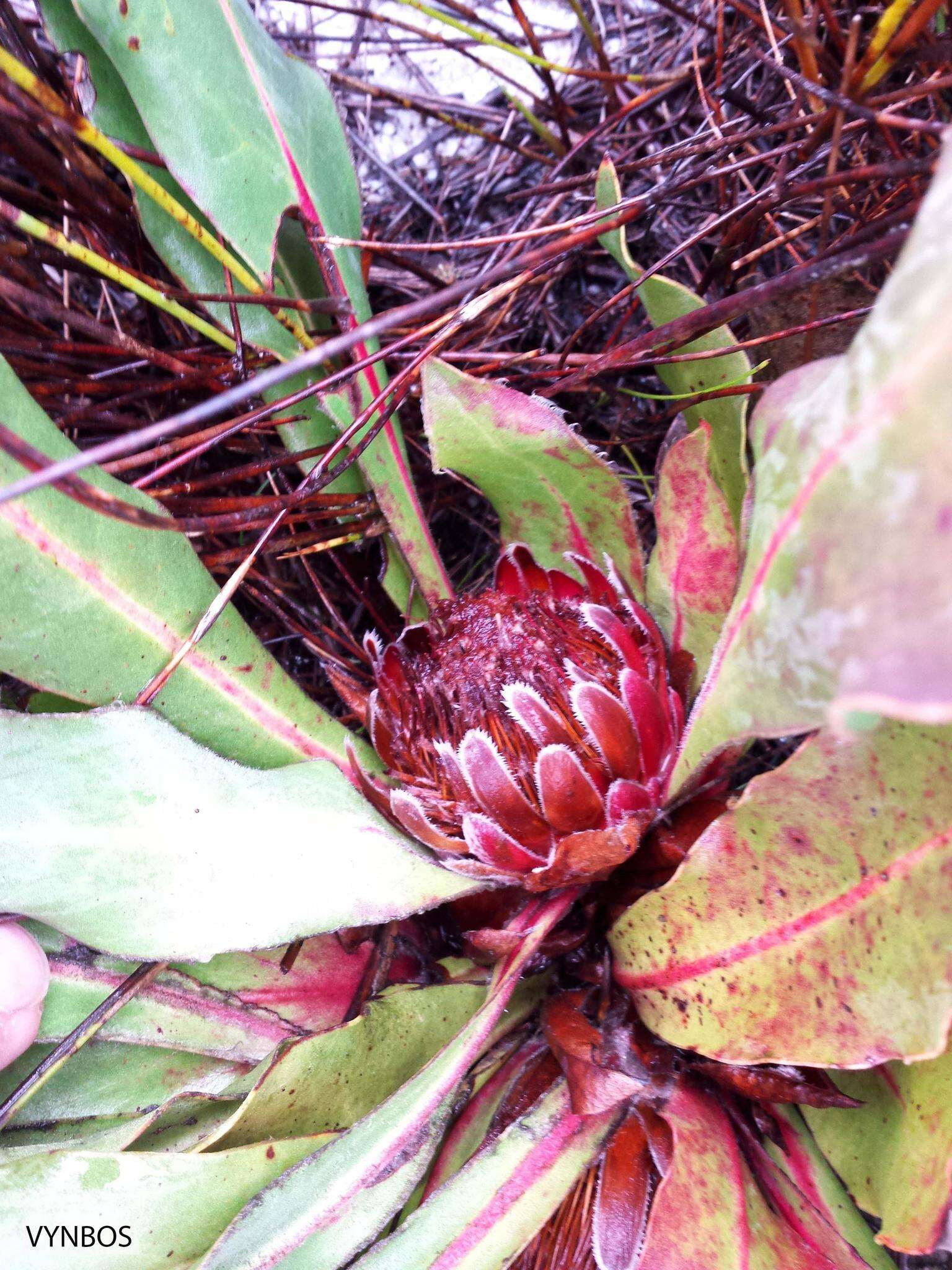 Image of Protea caespitosa Andr.