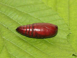 Image of broad-bordered yellow underwing