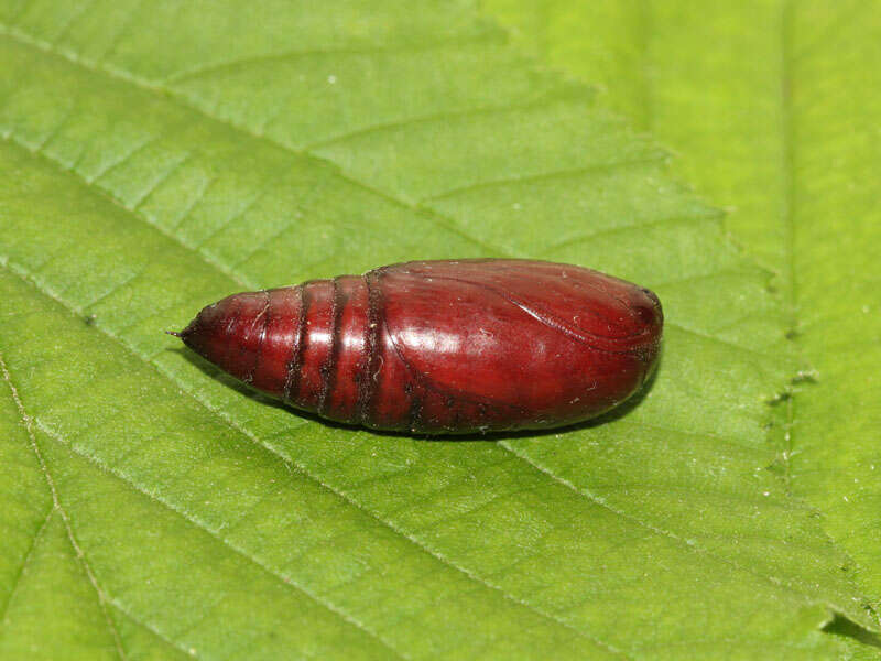 Image of broad-bordered yellow underwing