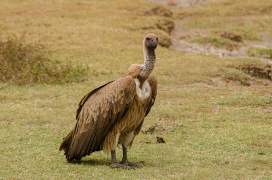 Image of White-backed Vulture