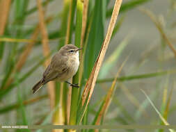 Image of Siberian Chiffchaff