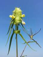 Image of Crested Cow-wheat