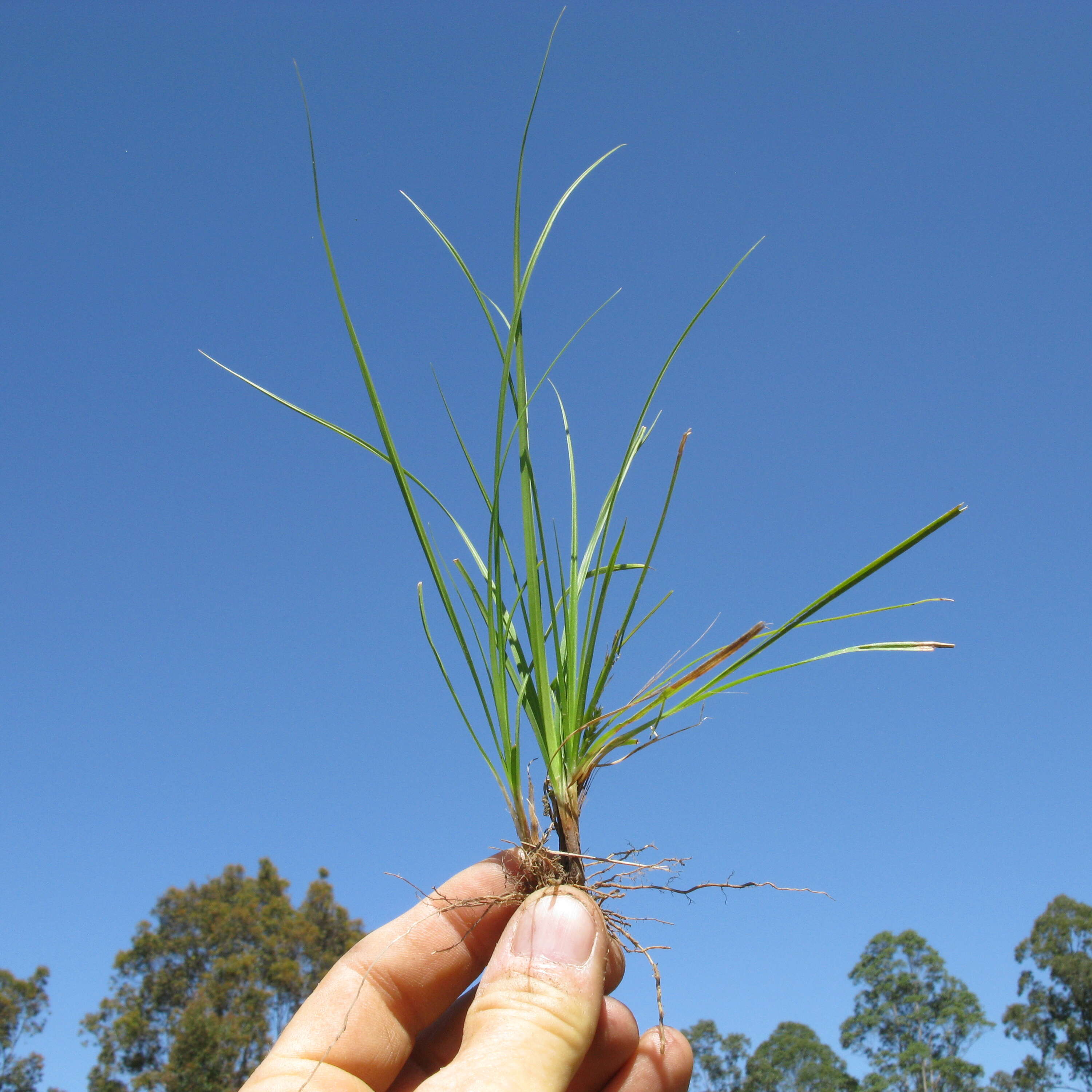 Image of Asian shortstem sedge