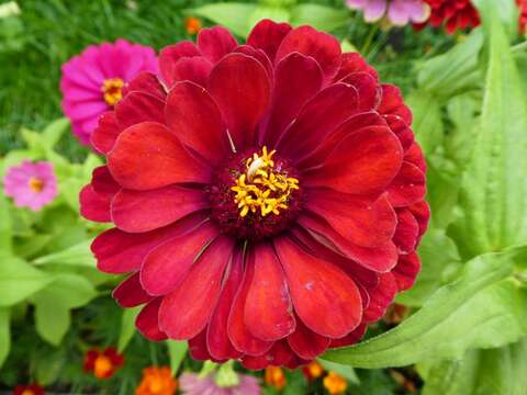 Image of ELEGANT ZINNIA