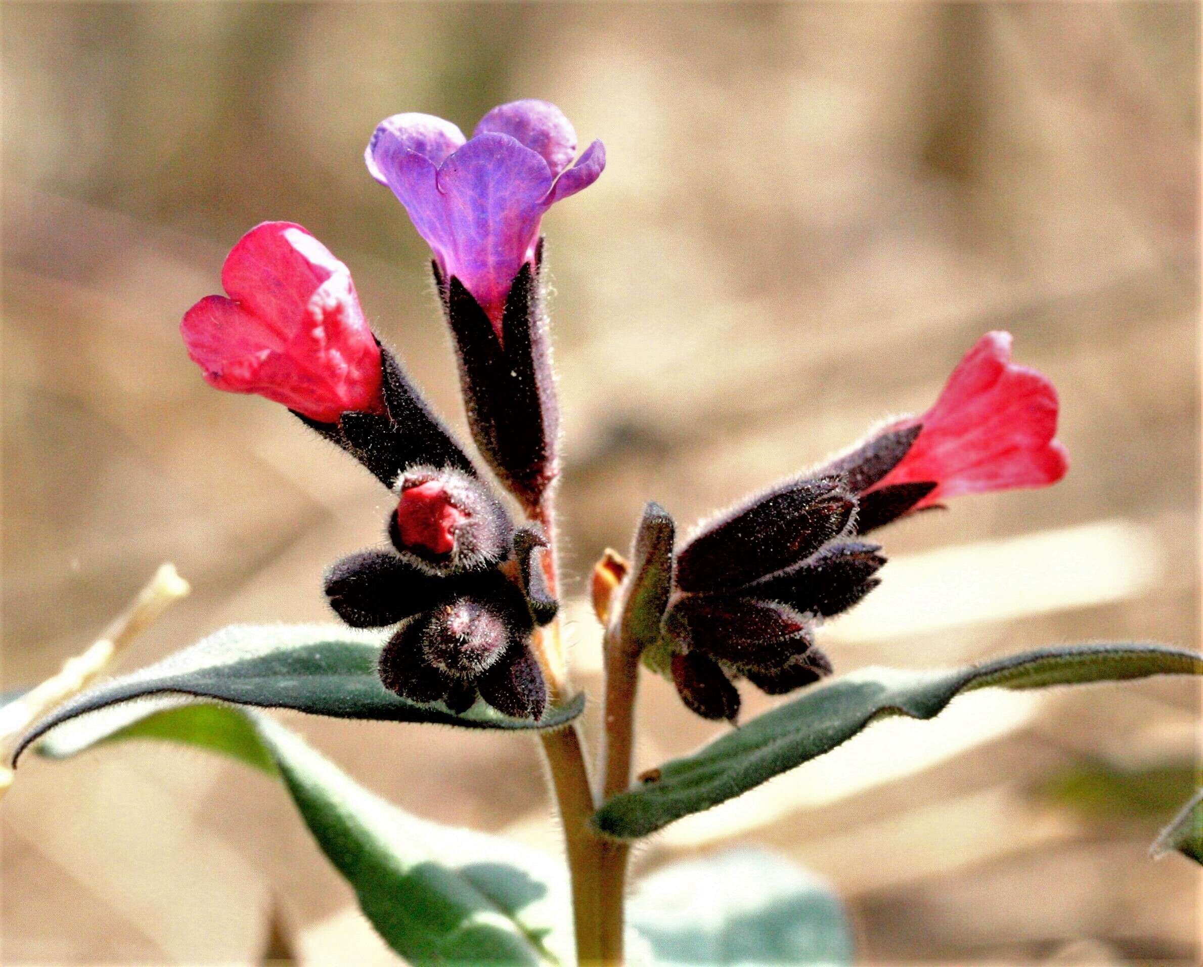 Image of Lungwort