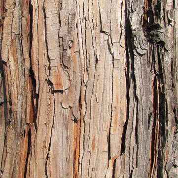 Image of Incense-cedar