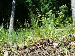 Image of Round-leaved Bedstraw