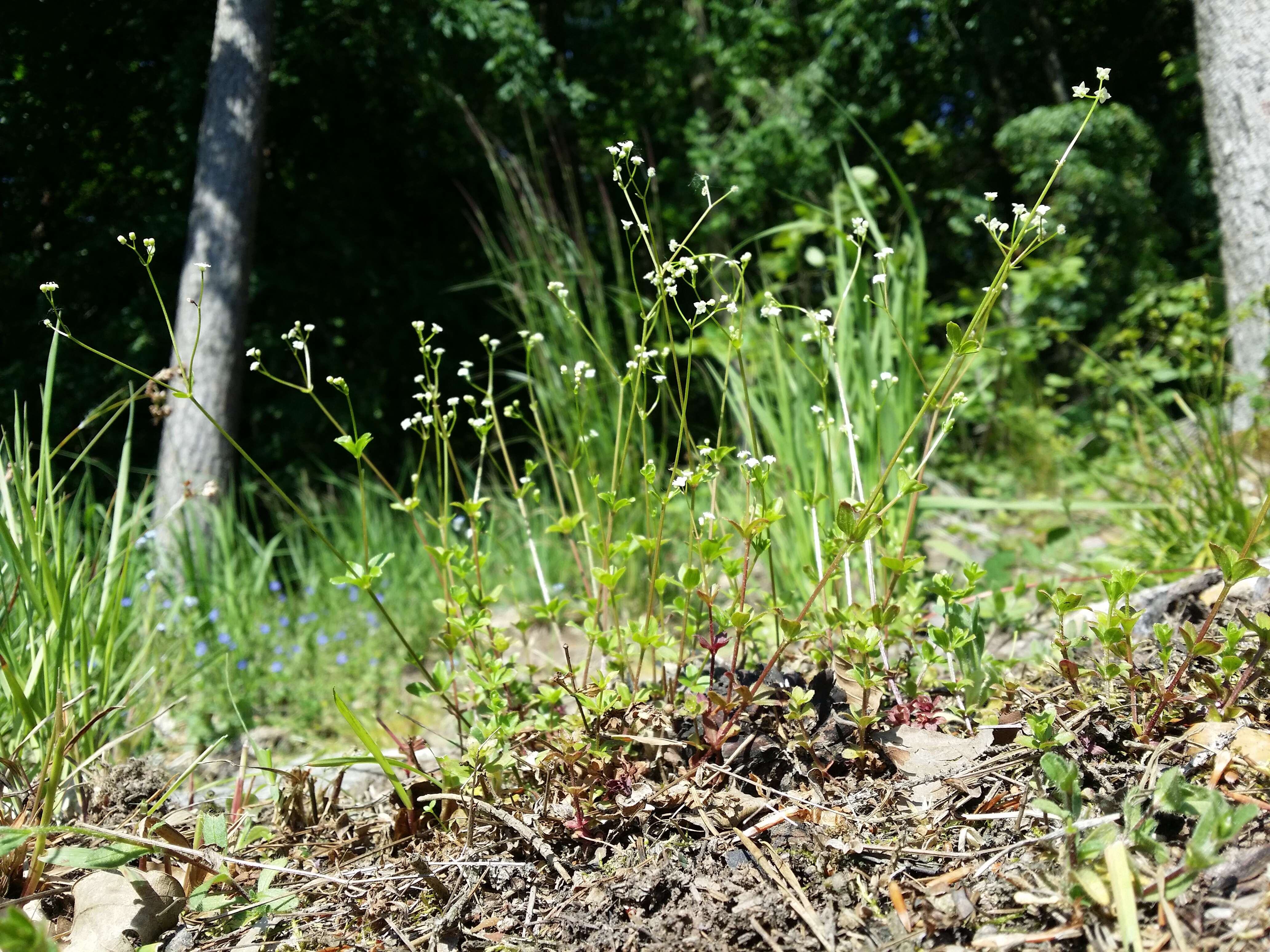 Image of Round-leaved Bedstraw