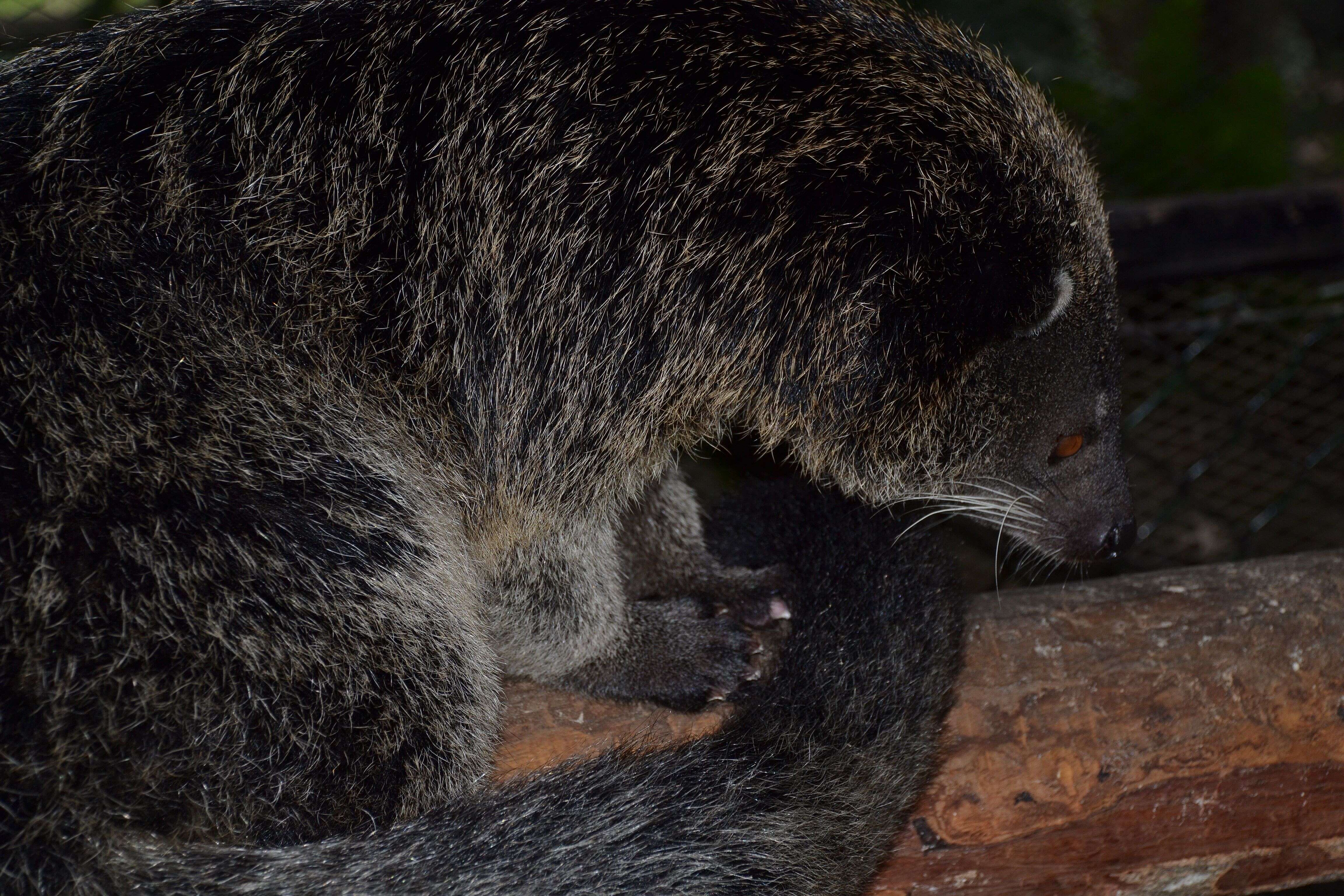 صورة Arctictis binturong whitei J. A. Allen 1910