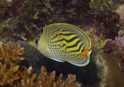 Image of Dot and dash Butterflyfish