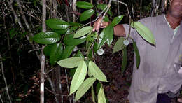 Image of Annona sylvatica A. St.-Hil.