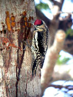 Image of Sapsucker