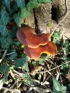 Image of Jack o'Lantern mushroom