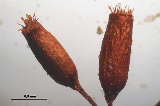 Image of distichium moss