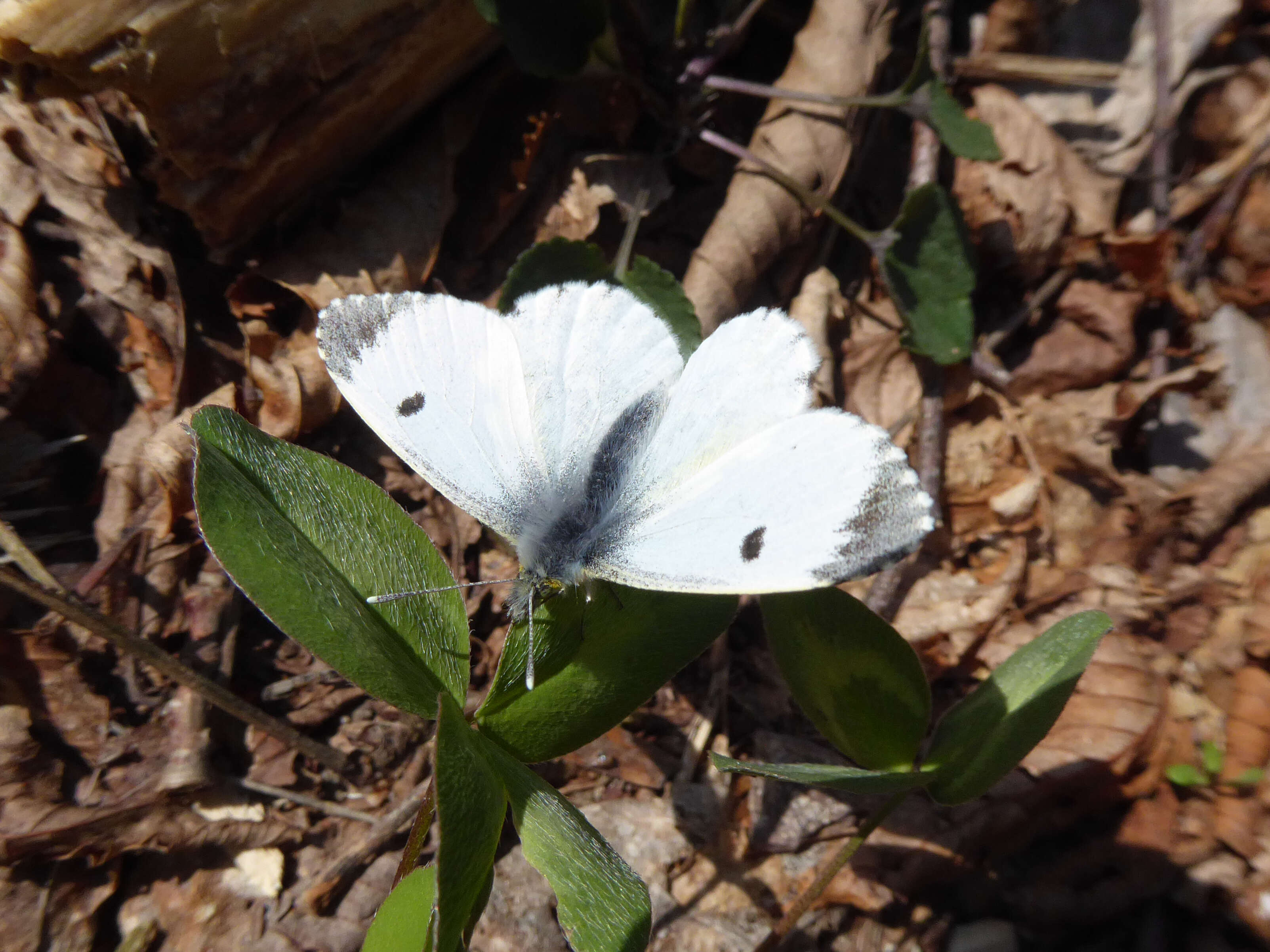 Image of orange tip