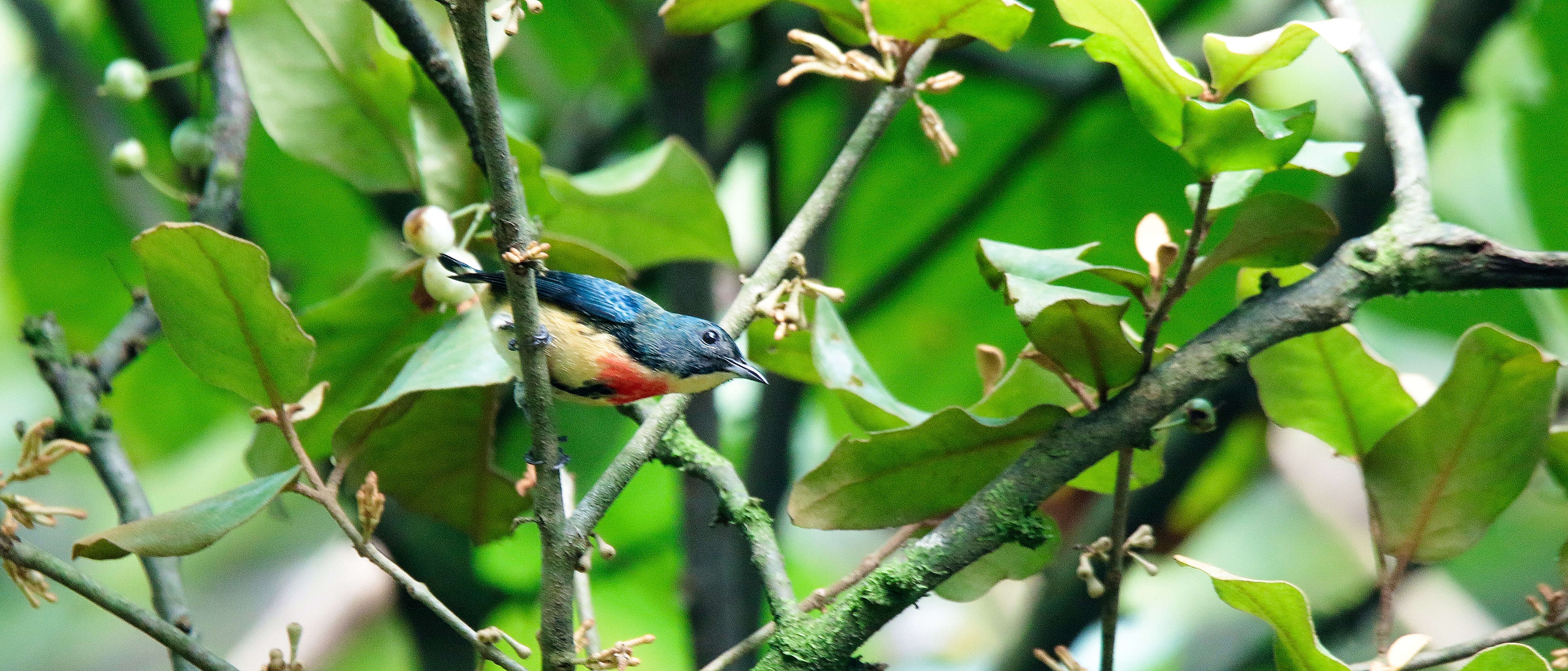 Image of Fire-breasted Flowerpecker