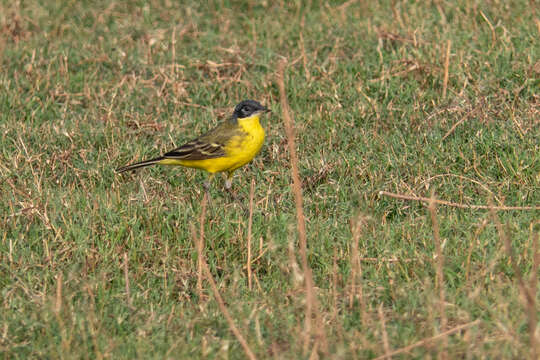 Image of Western Yellow Wagtail