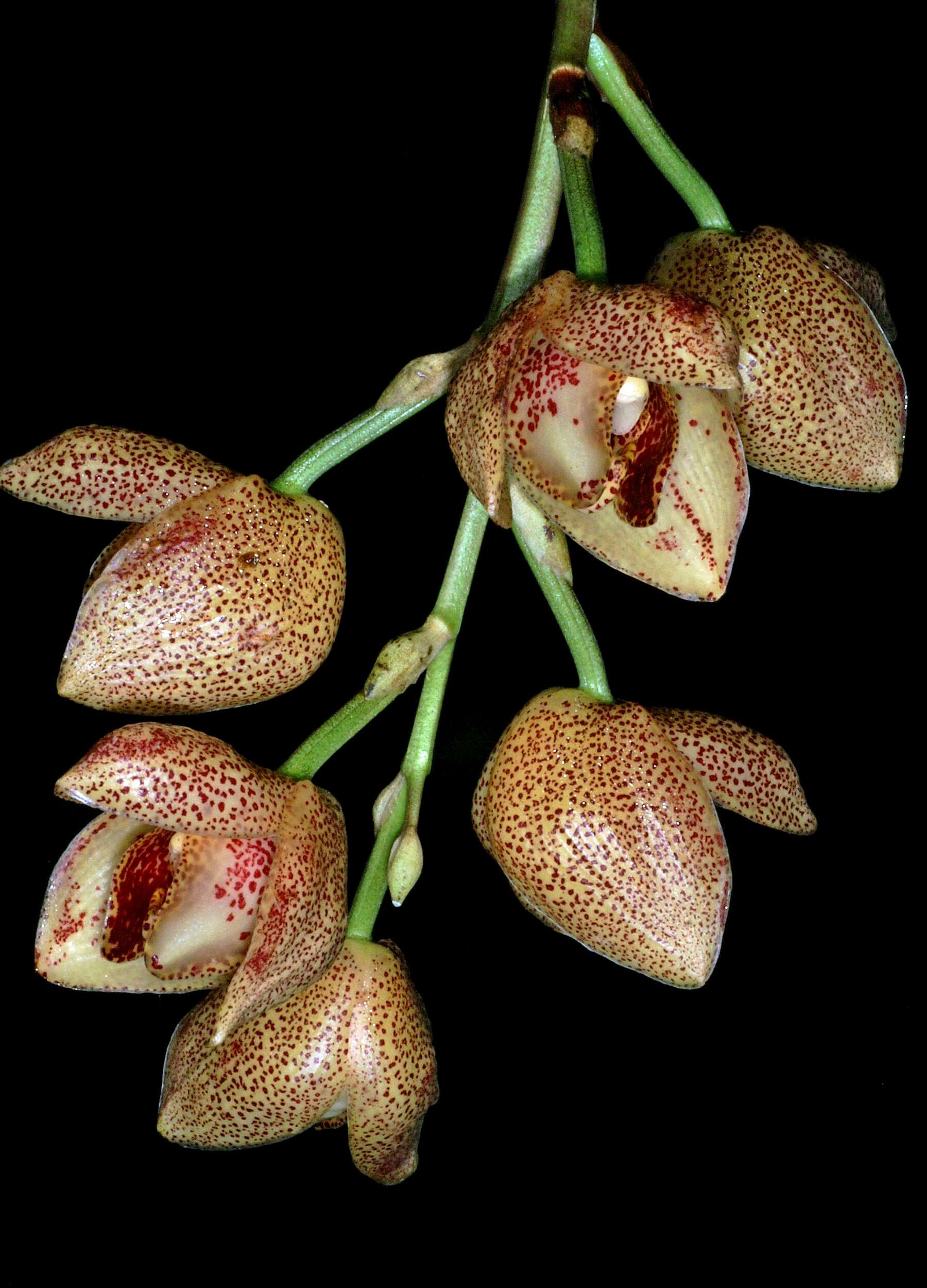 Image of Acineta superba (Kunth) Rchb. fil.