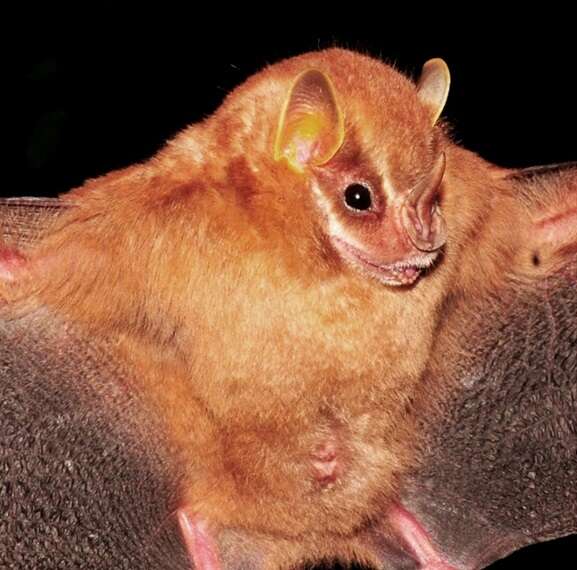 Image of Little Yellow-eared Bat