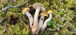 Image of Tricholoma arvernense Bon 1976