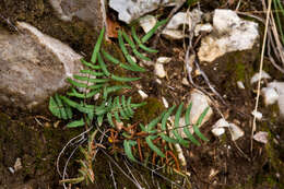 Image of purple cliffbrake