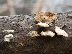 Image of Trametes trogii Berk. 1850