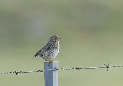 Image of Corn Bunting