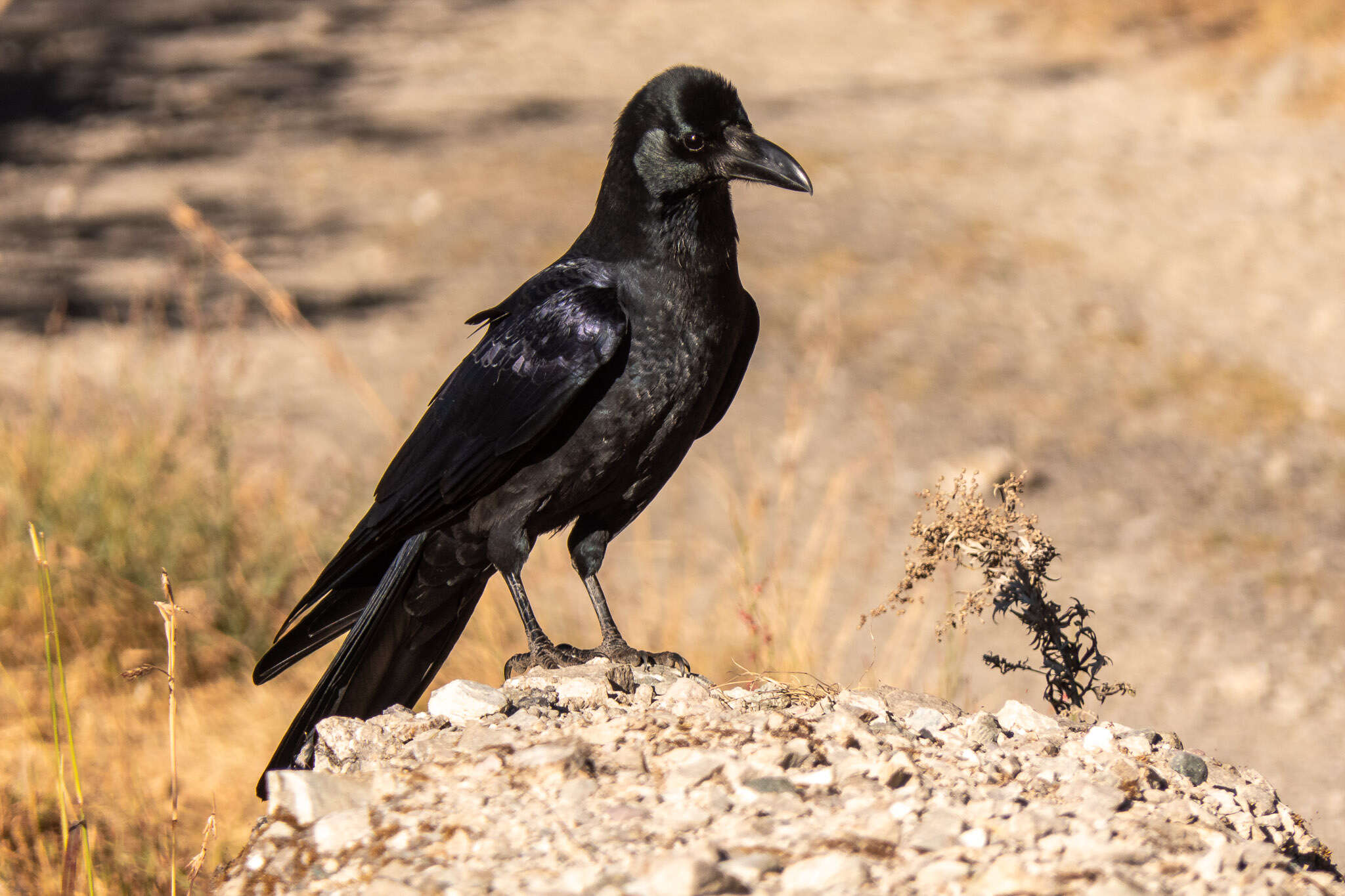 Image of Large-billed Crow