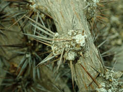 Image of Barbados shrub