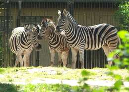 Image of zebra