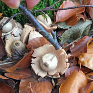 Image of Collared Earthstar