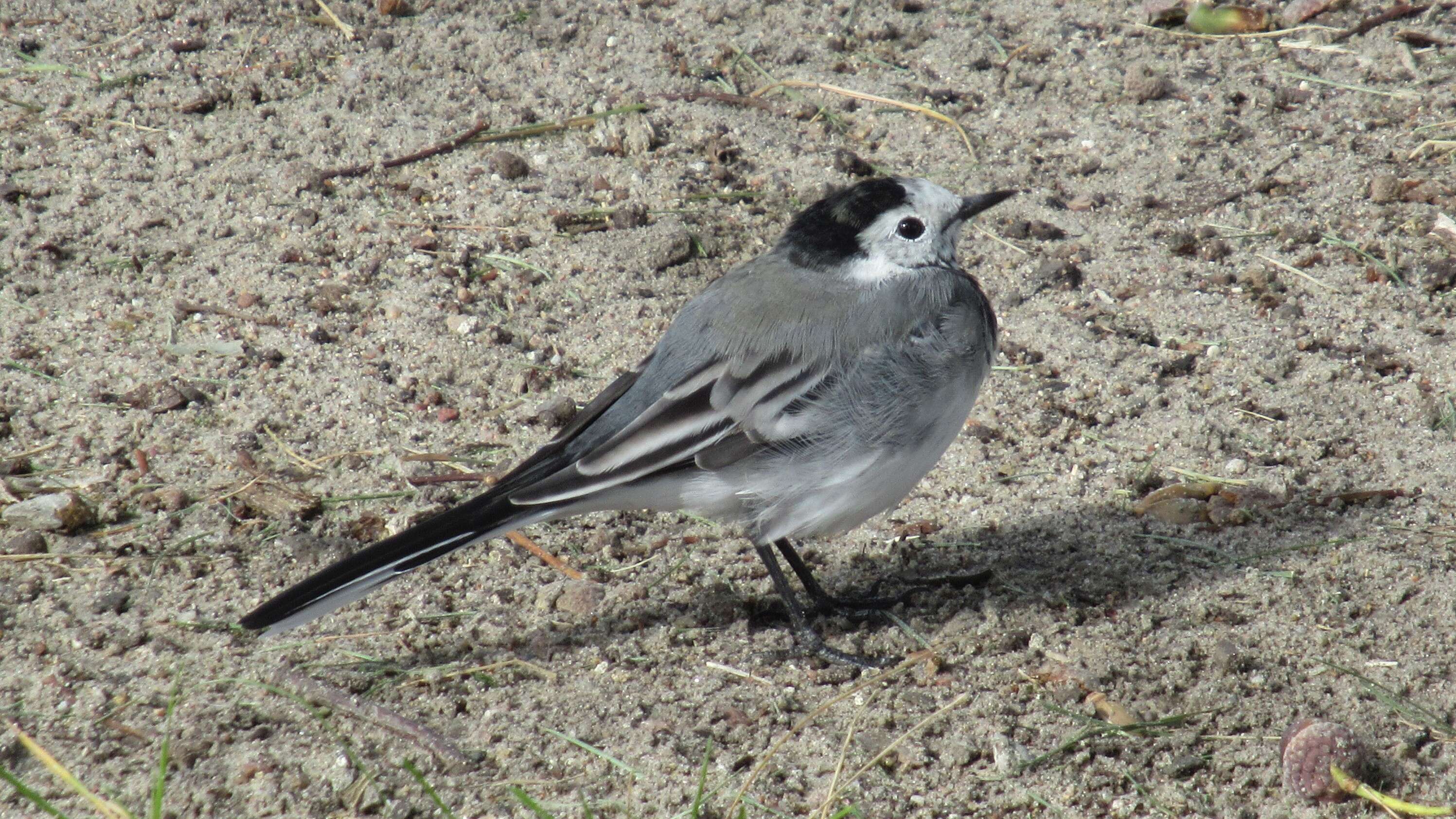 Image of Pied Wagtail and White Wagtail