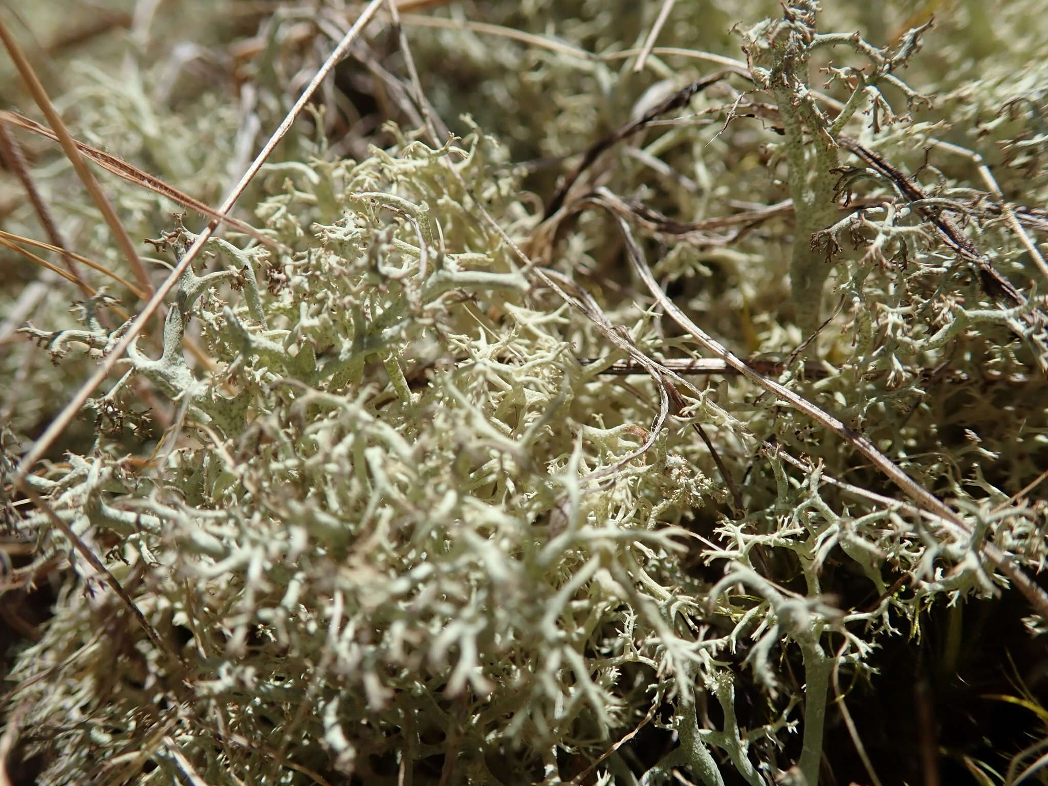 Image of Reindeer lichen