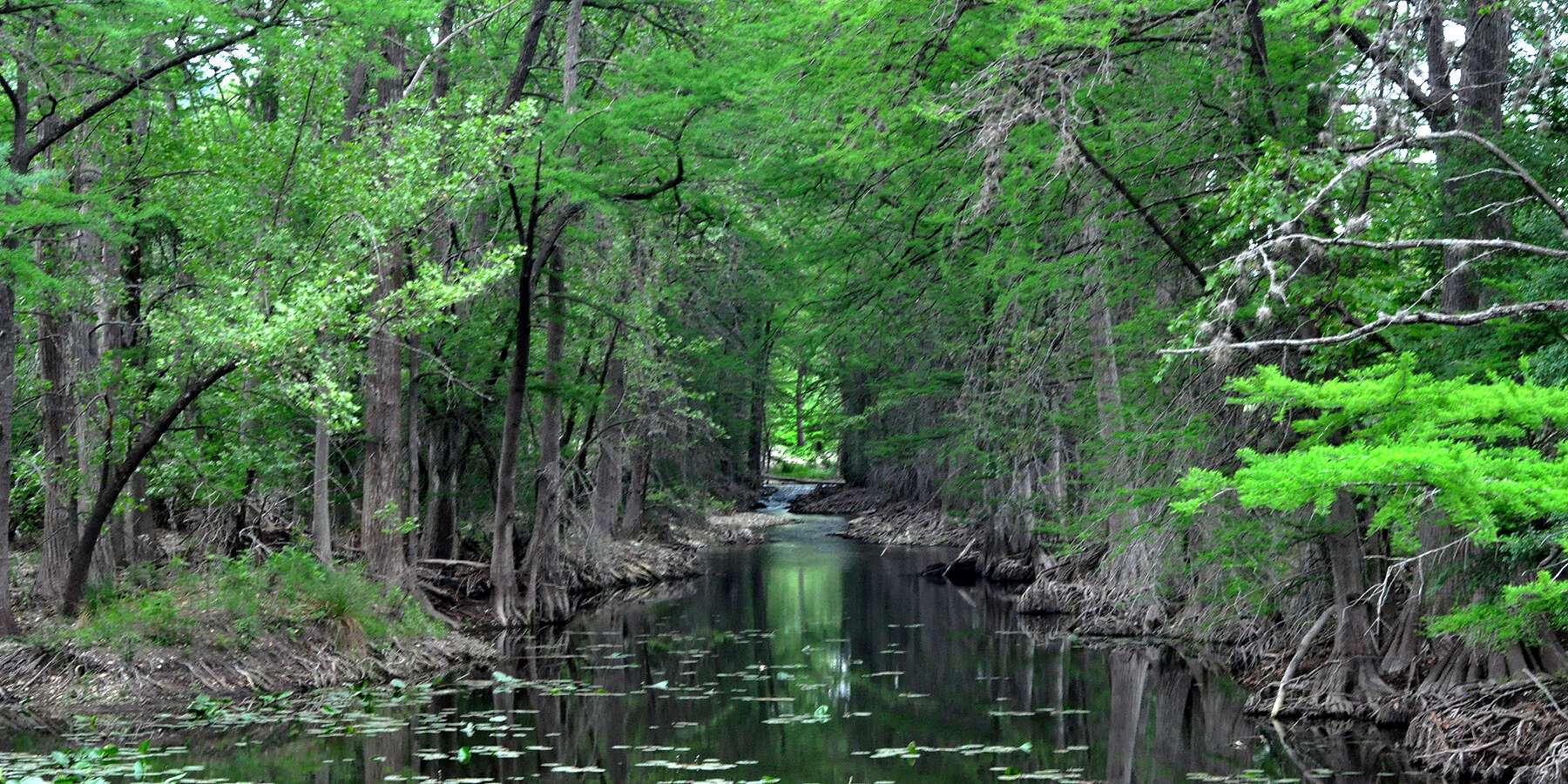 Image of Bald Cypress