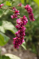 Persicaria orientalis (L.) Spach resmi