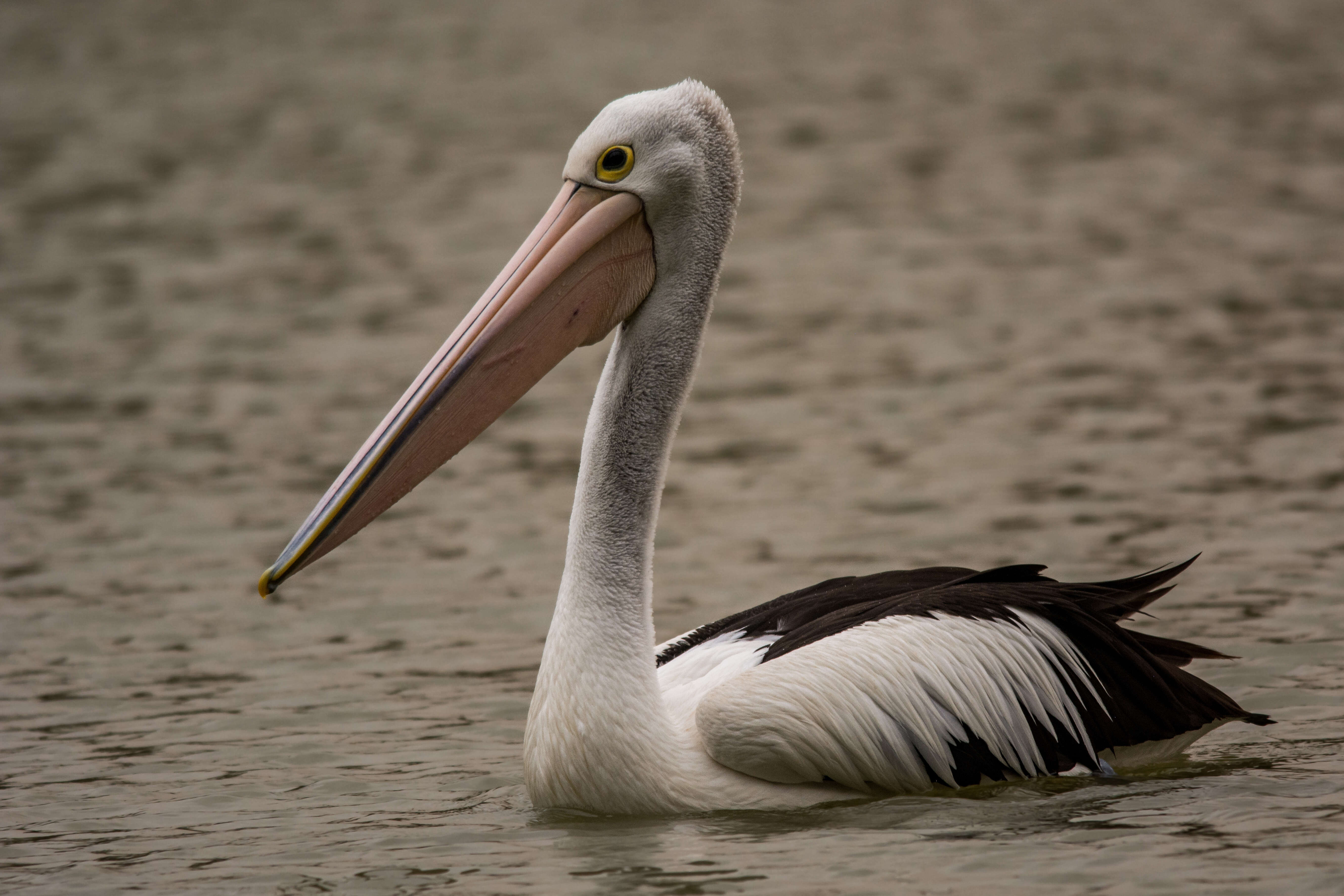 Image of Australian Pelican