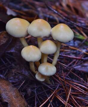 Image of Hypholoma fasciculare (Huds.) P. Kumm. 1871