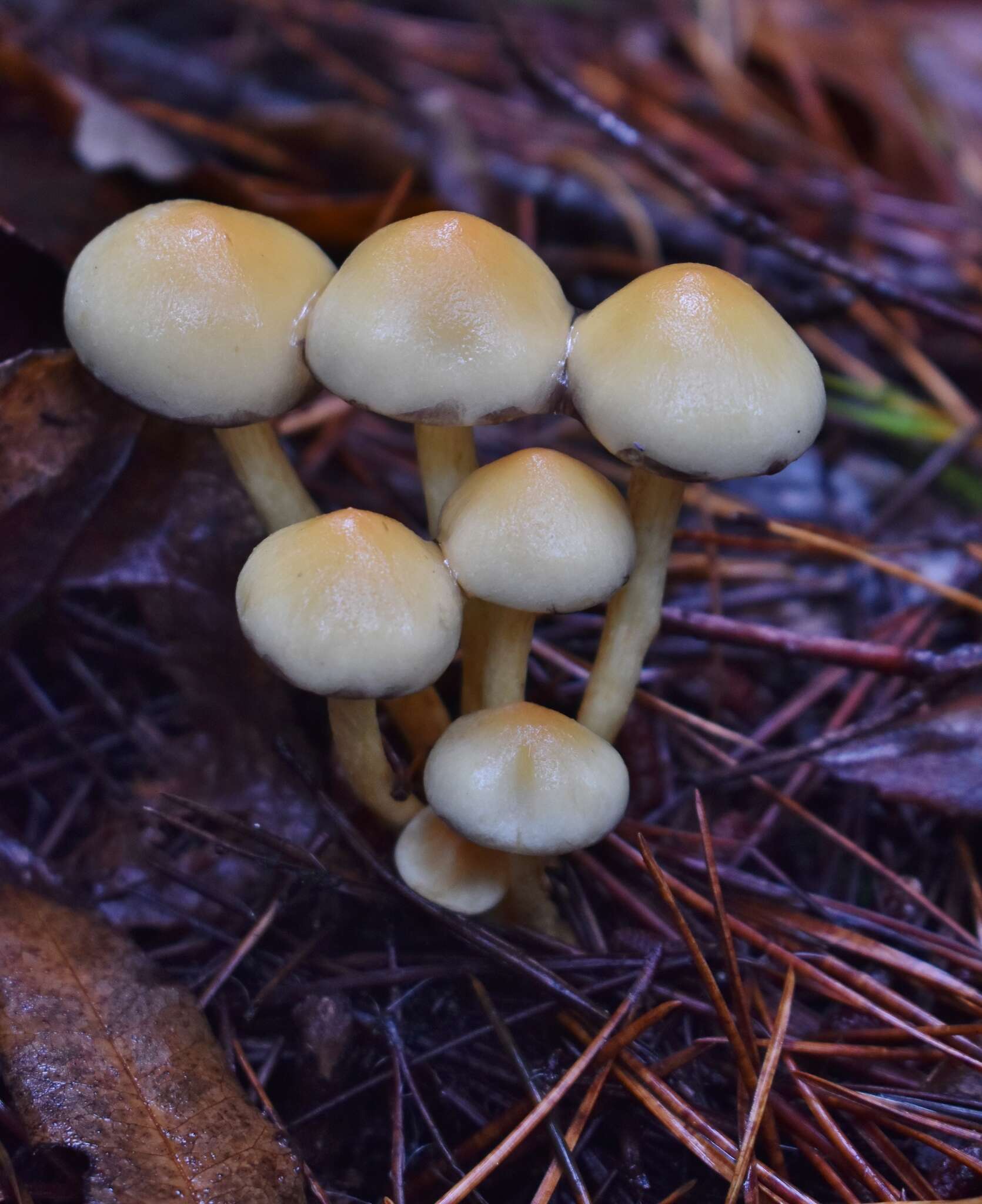 Imagem de Hypholoma fasciculare (Huds.) P. Kumm. 1871