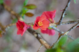 Image of flowering quince