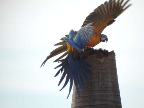 Image of Blue-throated Macaw