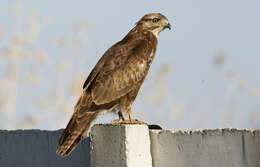 Image of Common Buzzard